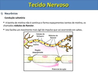 Tecido NervosoTecido Nervoso
I) Neurônios
Condução saltatória
 A bainha de mielina não é contínua e forma espaçamentos isentos de mielina, os
chamados nódulos de Ranvier.
 Isto facilita um movimento mais ágil do impulso que vai ocorrendo em saltos.
 
