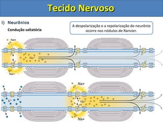 Tecido NervosoTecido Nervoso
I) Neurônios
Condução saltatória
Na+
Na+
A despolarização e a repolarização do neurônio
ocorre nos nódulos de Ranvier.
 