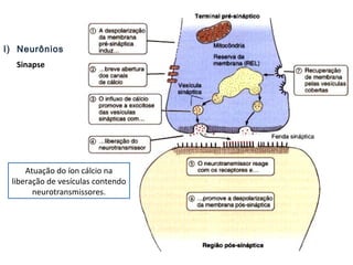 I) Neurônios
Sinapse
Atuação do íon cálcio na
liberação de vesículas contendo
neurotransmissores.
 
