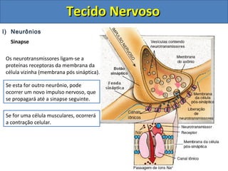 Tecido NervosoTecido Nervoso
I) Neurônios
Sinapse
Os neurotransmissores ligam-se a
proteínas receptoras da membrana da
célula vizinha (membrana pós sináptica).
Se esta for outro neurônio, pode
ocorrer um novo impulso nervoso, que
se propagará até a sinapse seguinte.
Se for uma célula musculares, ocorrerá
a contração celular.
 
