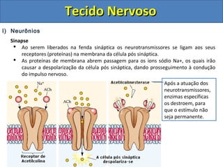 Tecido NervosoTecido Nervoso
I) Neurônios
Sinapse
 Ao serem liberados na fenda sináptica os neurotransmissores se ligam aos seus
receptores (proteínas) na membrana da célula pós sináptica.
 As proteínas de membrana abrem passagem para os íons sódio Na+, os quais irão
causar a despolarização da célula pós sináptica, dando prosseguimento à condução
do impulso nervoso.
Após a atuação dos
neurotransmissores,
enzimas específicas
os destroem, para
que o estímulo não
seja permanente.
 