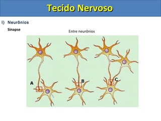 Tecido NervosoTecido Nervoso
I) Neurônios
Sinapse Entre neurônios
 