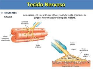 Tecido NervosoTecido Nervoso
I) Neurônios
Sinapse
As sinapses entre neurônios e células musculares são chamadas de
junções neuromusculares ou placa motora.
 