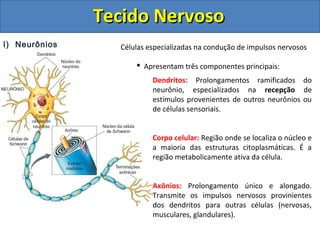 Tecido NervosoTecido Nervoso
I) Neurônios Células especializadas na condução de impulsos nervosos
 Apresentam três componentes principais:
Dendritos: Prolongamentos ramificados do
neurônio, especializados na recepção de
estímulos provenientes de outros neurônios ou
de células sensoriais.
Corpo celular: Região onde se localiza o núcleo e
a maioria das estruturas citoplasmáticas. É a
região metabolicamente ativa da célula.
Axônios: Prolongamento único e alongado.
Transmite os impulsos nervosos provinientes
dos dendritos para outras células (nervosas,
musculares, glandulares).
 