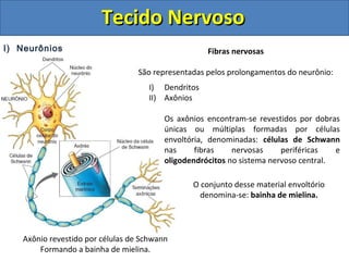 Tecido NervosoTecido Nervoso
I) Neurônios Fibras nervosas
São representadas pelos prolongamentos do neurônio:
I) Dendritos
II) Axônios
Os axônios encontram-se revestidos por dobras
únicas ou múltiplas formadas por células
envoltória, denominadas: células de Schwann
nas fibras nervosas periféricas e
oligodendrócitos no sistema nervoso central.
O conjunto desse material envoltório
denomina-se: bainha de mielina.
Axônio revestido por células de Schwann
Formando a bainha de mielina.
 