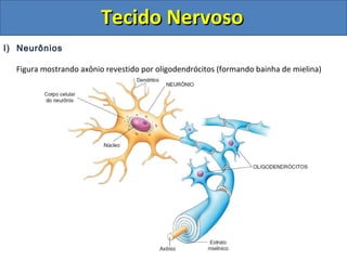Tecido NervosoTecido Nervoso
I) Neurônios
Figura mostrando axônio revestido por oligodendrócitos (formando bainha de mielina)
 
