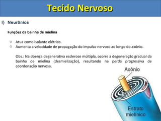 Tecido NervosoTecido Nervoso
I) Neurônios
Funções da bainha de mielina
o Atua como isolante elétrico.
o Aumenta a velocidade de propagação do impulso nervoso ao longo do axônio.
Obs.: Na doença degenerativa esclerose múltipla, ocorre a degeneração gradual da
bainha de mielina (desmielização), resultando na perda progressiva de
coordenação nervosa.
 