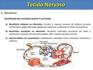 Tecido NervosoTecido Nervoso
I) Neurônios
Classificação dos neurônios quanto à sua função
a) Neurônios motores ou eferentes: Conduz o impulso nervoso do sistema nervoso
central até o órgão efetuador (glândulas exócrinas, endócrinas e fibras musculares)
b) Neurônios sensitivos ou aferentes: Recebem estímulos sensoriais do meio e
conduzem o impulso nervoso do receptor até o sistema nervoso central.
c) Interneurônios ou associativos: Estabelecem conexões entre neurônios sensitivos e
motores.
Sensitivo
Motor
Associativo
 