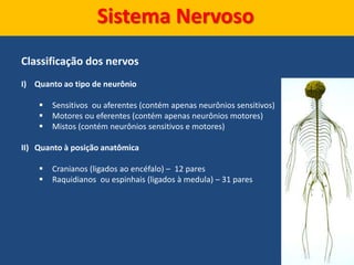 Sistema Nervoso
Classificação dos nervos
I) Quanto ao tipo de neurônio
 Sensitivos ou aferentes (contém apenas neurônios sensitivos)
 Motores ou eferentes (contém apenas neurônios motores)
 Mistos (contém neurônios sensitivos e motores)
II) Quanto à posição anatômica
 Cranianos (ligados ao encéfalo) – 12 pares
 Raquidianos ou espinhais (ligados à medula) – 31 pares
 