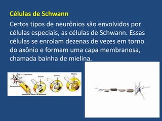 Células de Schwann
Certos tipos de neurônios são envolvidos por
células especiais, as células de Schwann. Essas
células se enrolam dezenas de vezes em torno
do axônio e formam uma capa membranosa,
chamada bainha de mielina.
 