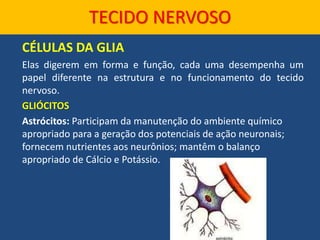 CÉLULAS DA GLIA
Elas digerem em forma e função, cada uma desempenha um
papel diferente na estrutura e no funcionamento do tecido
nervoso.
GLIÓCITOS
Astrócitos: Participam da manutenção do ambiente químico
apropriado para a geração dos potenciais de ação neuronais;
fornecem nutrientes aos neurônios; mantêm o balanço
apropriado de Cálcio e Potássio.
TECIDO NERVOSO
 