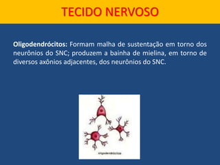 Oligodendrócitos: Formam malha de sustentação em torno dos
neurônios do SNC; produzem a bainha de mielina, em torno de
diversos axônios adjacentes, dos neurônios do SNC.
TECIDO NERVOSO
 