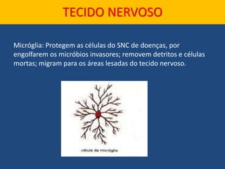 Micróglia: Protegem as células do SNC de doenças, por
engolfarem os micróbios invasores; removem detritos e células
mortas; migram para os áreas lesadas do tecido nervoso.
TECIDO NERVOSO
 