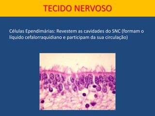 Células Ependimárias: Revestem as cavidades do SNC (formam o
líquido cefalorraquidiano e participam da sua circulação)
TECIDO NERVOSO
 