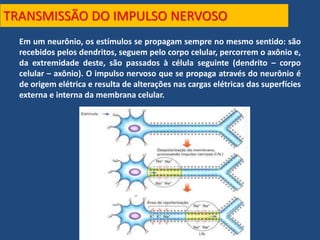 TRANSMISSÃO DO IMPULSO NERVOSO
Em um neurônio, os estímulos se propagam sempre no mesmo sentido: são
recebidos pelos dendritos, seguem pelo corpo celular, percorrem o axônio e,
da extremidade deste, são passados à célula seguinte (dendrito – corpo
celular – axônio). O impulso nervoso que se propaga através do neurônio é
de origem elétrica e resulta de alterações nas cargas elétricas das superfícies
externa e interna da membrana celular.
 