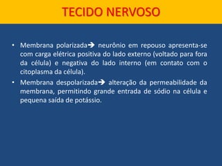 • Membrana polarizada neurônio em repouso apresenta-se
com carga elétrica positiva do lado externo (voltado para fora
da célula) e negativa do lado interno (em contato com o
citoplasma da célula).
• Membrana despolarizada alteração da permeabilidade da
membrana, permitindo grande entrada de sódio na célula e
pequena saída de potássio.
TECIDO NERVOSO
 