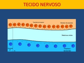 TECIDO NERVOSO
 