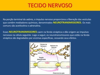 Na porção terminal do axônio, o impulso nervoso proporciona a liberação das vesículas
que contêm mediadores químicos, denominados NEUROTRANSMISSORES. Os mais
comuns são acetilcolina e adrenalina.
Esses NEUROTRANSMISSORES caem na fenda sináptica e dão origem ao impulsos
nervosos na célula seguinte. Logo a seguir, os neurotransmissores que estão na fenda
sináptica são degradados por enzimas específicas, cessando seus efeitos.
TECIDO NERVOSO
 