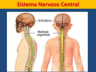 Sistema Nervoso Central
 