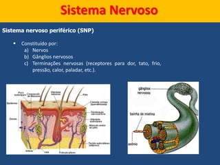 Sistema Nervoso
Sistema nervoso periférico (SNP)
 Constituído por:
a) Nervos
b) Gânglios nervosos
c) Terminações nervosas (receptores para dor, tato, frio,
pressão, calor, paladar, etc.).
 