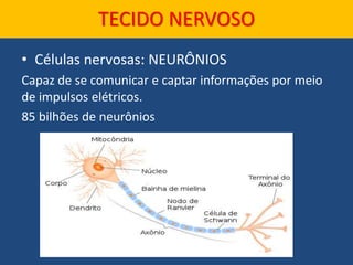 TECIDO NERVOSO
• Células nervosas: NEURÔNIOS
Capaz de se comunicar e captar informações por meio
de impulsos elétricos.
85 bilhões de neurônios
 