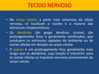 • No corpo celular, a parte mais volumosa da célula
nervosa, se localizam o núcleo e a maioria das
estruturas citoplasmáticas.
• Os dendritos (do grego dendron, árvore) são
prolongamentos finos e geralmente ramificados, que
conduzem os estímulos captados do ambiente ou de
outras células em direção ao corpo celular.
• O axônio é um prolongamento fino, geralmente mais
longo que os dendritos, cuja função é transmitir para
as outras células os impulsos nervosos provenientes do
corpo celular.
TECIDO NERVOSO
 