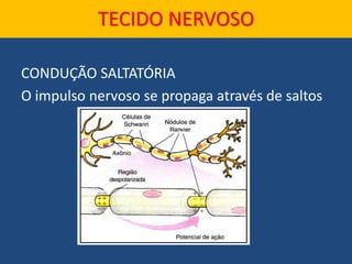CONDUÇÃO SALTATÓRIA
O impulso nervoso se propaga através de saltos
TECIDO NERVOSO
 