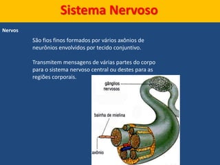 Sistema Nervoso
Nervos
São fios finos formados por vários axônios de
neurônios envolvidos por tecido conjuntivo.
Transmitem mensagens de várias partes do corpo
para o sistema nervoso central ou destes para as
regiões corporais.
 