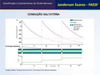 CONDUÇÃO SALTATÓRIA
Classificação e Características do Tecido Nervoso
Condução saltatória
Imagem: Eleska / Creative Commons CC0 1.0 Universal Public Domain Dedication
Janderson Soares - FAESF
 
