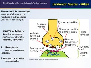 Sinapse: local de comunicação
entre neurônios ou entre
neurônios e outras células
(músculos, por exemplo.)
1. Remoção dos
neurotransmissores
(enzimas)
2. Agentes que impedem
esta remoção.
SINAPSE QUÍMICA 
Neurotransmissores:
Acetilcolina, adrenalina
dopamina, serotonina.
Classificação e Características do Tecido Nervoso
Imagem: Nrets / GNU Free Documentation License
Janderson Soares - FAESF
 