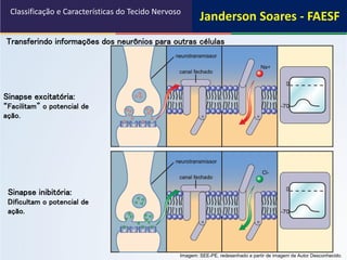 Sinapse inibitória:
Dificultam o potencial de
ação.
Sinapse excitatória:
“Facilitam” o potencial de
ação.
Transferindo informações dos neurônios para outras células
Classificação e Características do Tecido Nervoso
Imagem: SEE-PE, redesenhado a partir de imagem de Autor Desconhecido.
Janderson Soares - FAESF
 