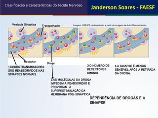 DEPENDÊNCIA DE DROGAS E A
SINAPSE
1.NEUROTRANSMISSORES
SÃO REABSORVIDOS NAS
SINAPSES NORMAIS.
2.AS MOLÉCULAS DA DROGA
IMPEDEM A REABSORÇÃO E
PROVOCAM A
SUPERESTIMULAÇÃO DA
MEMBRANA PÓS-SINÁPTICA.
3.O NÚMERO DE
RECEPTORES
DIMINUI.
4.A SINAPSE É MENOS
SENSÍVEL APÓS A RETIRADA
DA DROGA.
Vesícula Sináptica
Receptor Droga
Transportador
Classificação e Características do Tecido Nervoso
Imagem: SEE-PE, redesenhado a partir de imagem de Autor Desconhecido.
Janderson Soares - FAESF
 
