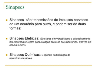 Sinapses
 Sinapses são transmissões de impulsos nervosos
de um neurônio para outro, e podem ser de duas
formas:
 Sinapses Elétricas: São raras em vertebrados e exclusivamente
interneuronais.Ocorre comunicação entre os dois neurônios, através de
canais iônicos.
 Sinapses Químicas: Depende da liberação de
neurotransmissores
 