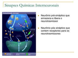 Sinapses Químicas Interneuronais
 Neurônio pré-sináptico que
armazena e libera o
neurotrasmissor
 Neurônio pós sináptico que
contem receptores para os
neurotrasmissores
 