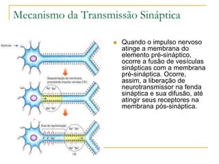 Mecanismo da Transmissão Sináptica
 Quando o impulso nervoso
atinge a membrana do
elemento pré-sináptico,
ocorre a fusão de vesículas
sinápticas com a membrana
pré-sináptica. Ocorre,
assim, a liberação de
neurotransmissor na fenda
sináptica e sua difusão, até
atingir seus receptores na
membrana pós-sináptica.
 