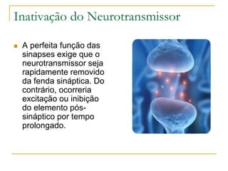 Inativação do Neurotransmissor
 A perfeita função das
sinapses exige que o
neurotransmissor seja
rapidamente removido
da fenda sináptica. Do
contrário, ocorreria
excitação ou inibição
do elemento pós-
sináptico por tempo
prolongado.
 
