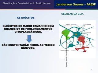 25
CÉLULAS DA GLIA
Classificação e Características do Tecido Nervoso
Imagem:Jdifool/GNUFreeDocumentationLicense
GLIÓCITOS DE MAIOR TAMANHO COM
GRANDE QT DE PROLONGAMENTOS
CITOPLASMÁTICOS.
DÃO SUSTENTAÇÃO FÍSICA AO TECIDO
NERVOSO.
ASTRÓCITOS
 