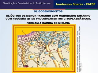 OLIGODENDRÓCITOS
GLIÓCITOS DE MENOR TAMANHO COM MENORAIOR TAMANHO
COM PEQUENA QT DE PROLONGAMENTOS CITOPLASMÁTICOS.
FORMAM A BAINHA DE MIELINA
Classificação e Características do Tecido Nervoso
Imagem:Aceofhearts1968/1.)Ependymocites,2.)Neurons,3.)Axons,
4.)Oligodendrocyte,5.)Astrocyte,6.)Myelination,7.)Microglialcell,8.)Capilary
/PublicDomain
 
