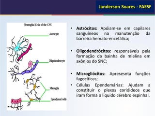 • Astrócitos: Apóiam-se em capilares
sanguíneos na manutenção da
barreira hemato-encefálica;
• Oligodendrócitos: responsáveis pela
formação da bainha de mielina em
axônios do SNC;
• Microgliócitos: Apresesnta funções
fagocíticas;
• Células Ependemárias: Ajudam a
constituir o plexos corióideos que
iram forma o liquido cérebro espinhal.
 