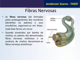 Fibras Nervosas
• As fibras nervosas são formadas
pelos prolongamentos dos neurônios
(dendritos ou axônios) e seus
envoltórios, organizam-se em feixes.
Cada feixe forma um nervo.
• Quando envolvidas por bainha de
mielina, os axônios são denominados
fibras nervosas mielínicas e na
ausência de mielina denominam-se
fibras nervosas amielínicas.
 