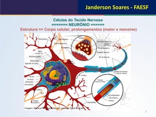 3
Células do Tecido Nervoso
======= NEURÔNIO ======
Estrutura => Corpo celular, prolongamentos (maior e menores)
Imagem: Mariana Ruiz, traduzida por Lijealso / Public Domain
Janderson Soares - FAESF
 
