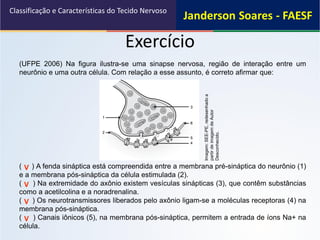 (UFPE 2006) Na figura ilustra-se uma sinapse nervosa, região de interação entre um
neurônio e uma outra célula. Com relação a esse assunto, é correto afirmar que:
( ) A fenda sináptica está compreendida entre a membrana pré-sináptica do neurônio (1)
e a membrana pós-sináptica da célula estimulada (2).
( ) Na extremidade do axônio existem vesículas sinápticas (3), que contêm substâncias
como a acetilcolina e a noradrenalina.
( ) Os neurotransmissores liberados pelo axônio ligam-se a moléculas receptoras (4) na
membrana pós-sináptica.
( ) Canais iônicos (5), na membrana pós-sináptica, permitem a entrada de íons Na+ na
célula.
V
V
V
V
Exercício
Classificação e Características do Tecido Nervoso
Imagem:SEE-PE,redesenhadoa
partirdeimagemdeAutor
Desconhecido.
 