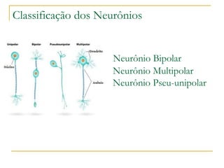 Classificação dos Neurônios
Neurônio Bipolar
Neurônio Multipolar
Neurônio Pseu-unipolar
 