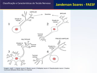 Classificação e Características do Tecido Nervoso
Imagem: Juoj8 / 1: Unipolar neuron 2: Bipolar neuron 3: Multipolar neuron 4: Pseudounipolar neuron / Creative
Commons Attribution-Share Alike 3.0 Unported
BIPOLAR
UNIPOLAR
MULTIPOLAR
PSEUDO-UNIPOLAR
Direção do
impulso
Direção do
impulso
Direção do
impulso
Direção do
impulso
Dendritos
Terminal
axônico
Terminal
axônico
Terminal
axônico
Janderson Soares - FAESF
 