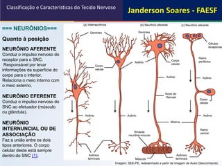 7
=== NEURÔNIOS===
NEURÔNIO AFERENTE
Conduz o impulso nervoso do
receptor para o SNC.
Responsável por levar
informações da superfície do
corpo para o interior.
Relaciona o meio interno com
o meio externo.
NEURÔNIO EFERENTE
Conduz o impulso nervoso do
SNC ao efetuador (músculo
ou glândula).
NEURÔNIO
INTERNUNCIAL OU DE
ASSOCIAÇÃO
Faz a união entre os dois
tipos anteriores. O corpo
celular deste está sempre
dentro do SNC (1).
Quanto à posição
Classificação e Características do Tecido Nervoso
Imagem: SEE-PE, redesenhado a partir de imagem de Autor Desconhecido.
Janderson Soares - FAESF
 