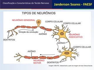 Classificação e Características do Tecido Nervoso
Imagem: SEE-PE, redesenhado a partir de imagem de Autor Desconhecido.
Janderson Soares - FAESF
 