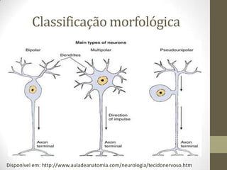 Classificação morfológica
Disponível em: http://www.auladeanatomia.com/neurologia/tecidonervoso.htm
 
