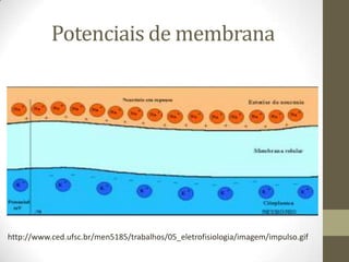 Potenciais de membrana
http://www.ced.ufsc.br/men5185/trabalhos/05_eletrofisiologia/imagem/impulso.gif
 