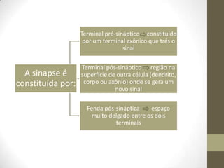 A sinapse é
constituída por:
Terminal pré-sináptico constituído
por um terminal axônico que trás o
sinal
Terminal pós-sináptico região na
superfície de outra célula (dendrito,
corpo ou axônio) onde se gera um
novo sinal
Fenda pós-sináptica espaço
muito delgado entre os dois
terminais
 
