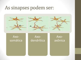 As sinapses podem ser:
Axo-
somática
Axo-
dendrítica
Axo-
axônica
 